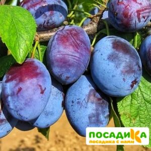 Слива Чачакская ранняя купить по цене от 229.00р. в интернет-магазине «Посадика» с доставкой почтой в в Камышине и по всей России – [изображение №1].