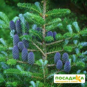 Пихта корейская (Abies koreana) купить по цене от 450.00р. в интернет-магазине «Посадика» с доставкой почтой в в Камышине и по всей России – [изображение №1].