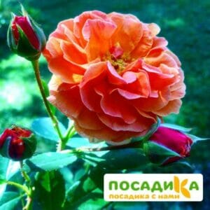 Роза Арабия купить по цене от 350.00р. в интернет-магазине «Посадика» с доставкой почтой в в Камышине и по всей России – [изображение №1].