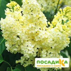 Сирень Примроуз (Primrose) купить по цене от 529.00р. в интернет-магазине «Посадика» с доставкой почтой в в Камышине и по всей России – [изображение №1].