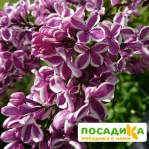 Сирень Сенсация купить по цене от 529.00р. в интернет-магазине «Посадика» с доставкой почтой в в Камышине и по всей России – [изображение №1].