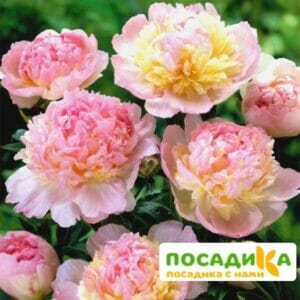 Пион Распберри Сандей (Paeonia Raspberry Sundae) купить по цене от 959р. в интернет-магазине «Посадика» с доставкой почтой в в Камышине и по всей России – [изображение №1].