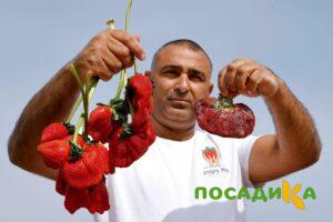 Клубника Гигант Джорнея купить по цене от 266р. в интернет-магазине «Посадика» с доставкой почтой в в Камышине и по всей России – [изображение №1].