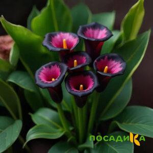 Калла Аура Лейс купить по цене от 400р. в интернет-магазине «Посадика» с доставкой почтой в в Камышине и по всей России – [изображение №1].