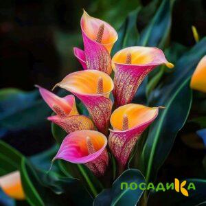 Калла Оникс купить по цене от 450р. в интернет-магазине «Посадика» с доставкой почтой в в Камышине и по всей России – [изображение №1].