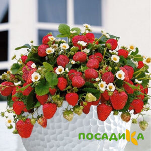Клубника Рубиновый Шепот (горшечная) купить по цене от 240р. в интернет-магазине «Посадика» с доставкой почтой в в Камышине и по всей России – [изображение №1].