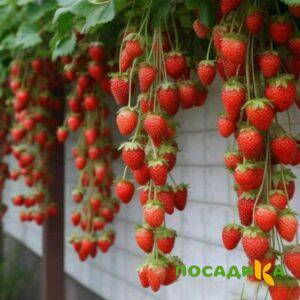 Клубника вьющаяся Комплимент купить по цене от 470р. в интернет-магазине «Посадика» с доставкой почтой в в Камышине и по всей России – [изображение №1].