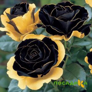 Роза Ханни Сикл купить по цене от 700р. в интернет-магазине «Посадика» с доставкой почтой в в Камышине и по всей России – [изображение №1].