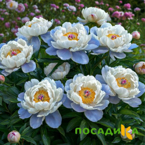 Пион акварельный Этюд купить по цене от 806р. в интернет-магазине «Посадика» с доставкой почтой в в Камышине и по всей России – [изображение №1].