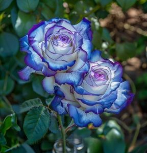 Роза Пэтолз Хоуп купить по цене от 333р. в интернет-магазине «Посадика» с доставкой почтой в в Камышине и по всей России – [изображение №1].