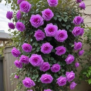 Роза Мистик Уайт купить по цене от 620р. в интернет-магазине «Посадика» с доставкой почтой в в Камышине и по всей России – [изображение №1].