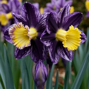 Нарцисс Акропоис купить по цене от 382р. в интернет-магазине «Посадика» с доставкой почтой в в Камышине и по всей России – [изображение №1].