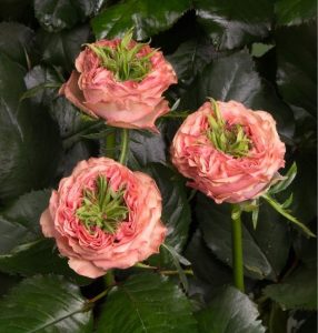 Роза Амбер Инчант купить по цене от 495р. в интернет-магазине «Посадика» с доставкой почтой в в Камышине и по всей России – [изображение №1].