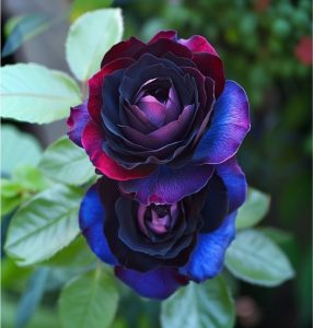 Роза Скарлет Рэвери купить по цене от 489р. в интернет-магазине «Посадика» с доставкой почтой в в Камышине и по всей России – [изображение №1].