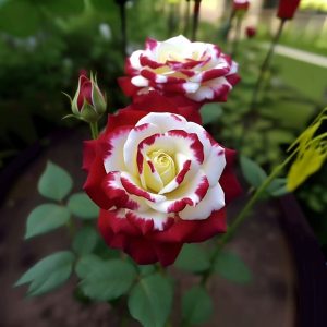 Роза Роял Глом купить по цене от 401р. в интернет-магазине «Посадика» с доставкой почтой в в Камышине и по всей России – [изображение №1].