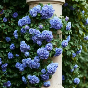 Роза плетистая Блю Перпл купить по цене от 540р. в интернет-магазине «Посадика» с доставкой почтой в в Камышине и по всей России – [изображение №1].